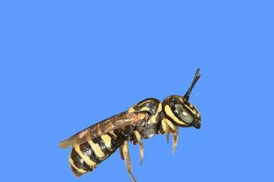 足條蜂 足條蜂