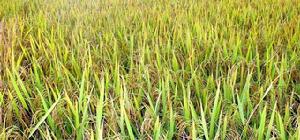 時集鎮綠色稻米生產基地