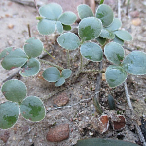 Pelargonium elandsmontanum