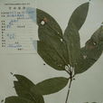 西蜀蘋婆 西蜀蘋婆