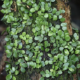 貼生石韋(水龍骨科石韋屬植物) 貼生石韋(水龍骨科石韋屬植物)