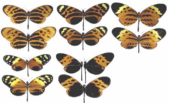 幾種相似的蝴蝶