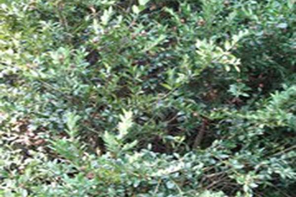Buxus sempervirens \x27Nish\x27 Buxus sempervirens \x27Nish\x27