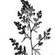 牛尾蒿(植物)