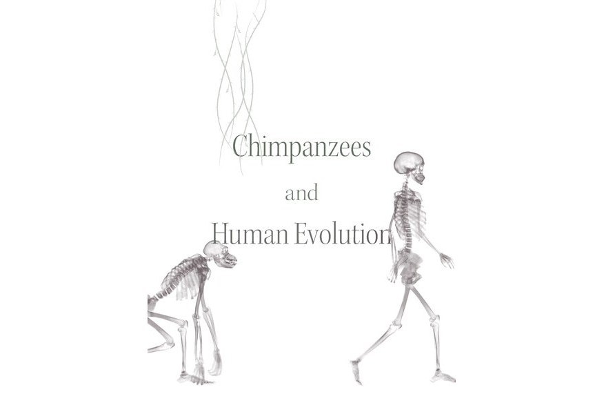 Chimpanzees and Human Evolution Chimpanzees and Human Evolution