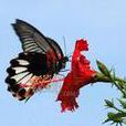 紅斑美鳳蝶