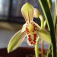 小桃紅(蘭花品種) 小桃紅(蘭花品種)