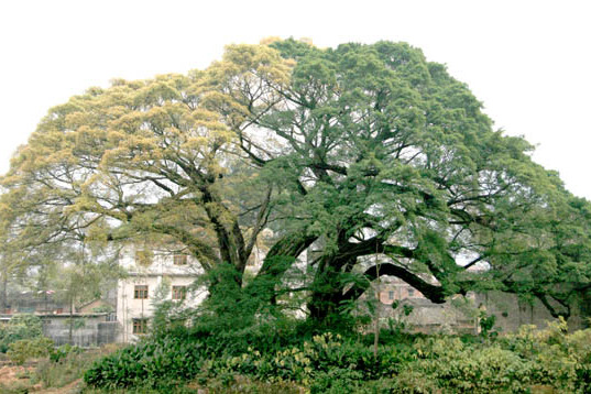 蘆崗村(江蘇省邳州市宿羊山鎮蘆崗村) 蘆崗村(江蘇省邳州市宿羊山鎮蘆崗村)