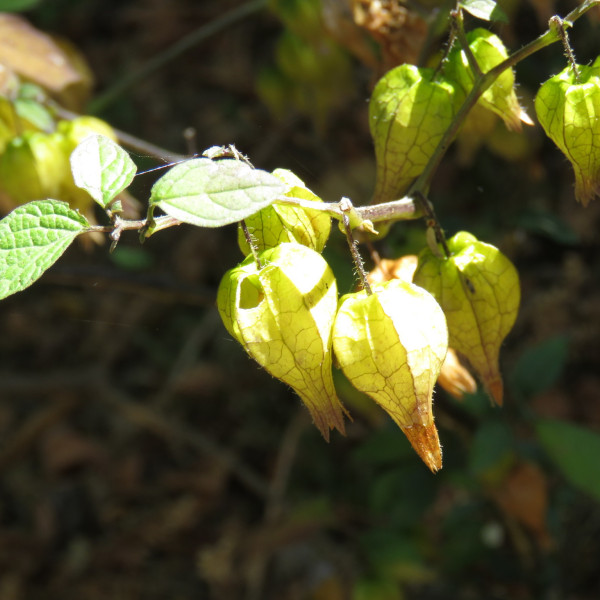 Physalis aggregata