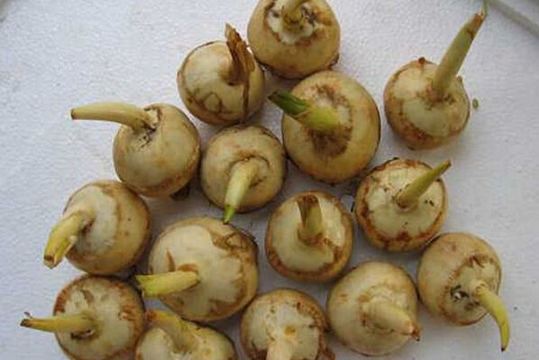 岩慈菇 岩慈菇