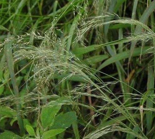 多枝亂子草 多枝亂子草