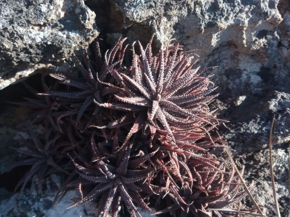 小蘆薈 小蘆薈