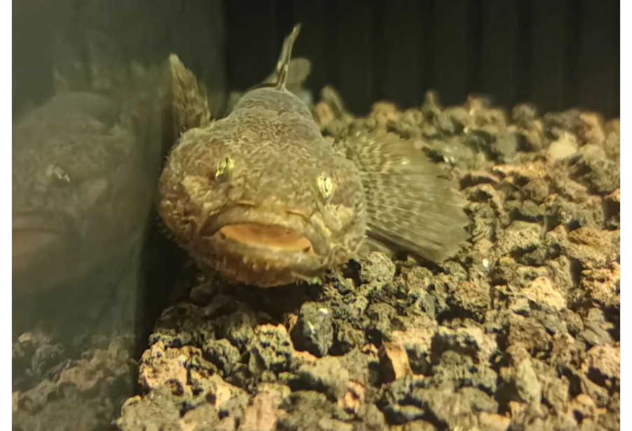 髭縞蝦虎魚 髭縞蝦虎魚