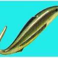 無頜魚 無頜魚