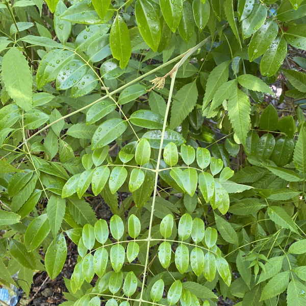 大鷹葉刺