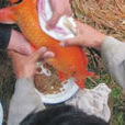 興國紅鯉