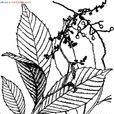 疏枝泡花樹 疏枝泡花樹