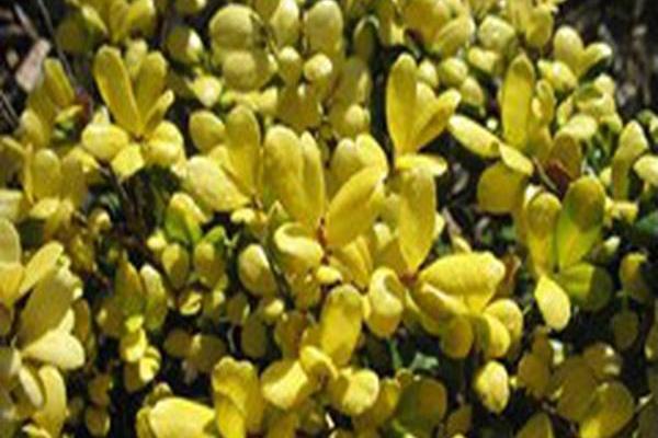 Ilex crenata \x27Drops of Gold\x27