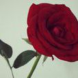 rosa(薔薇屬學名:Rosa) rosa(薔薇屬學名:Rosa)