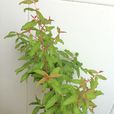 大橫紋(大橫紋) 大橫紋(大橫紋)