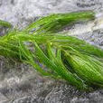 五刺金魚藻