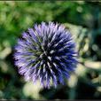 絨球花 絨球花