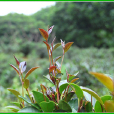信宜茶葉 信宜茶葉