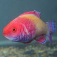 紅絲絨鸚鵡魚(紅鱗絲隆頭魚)