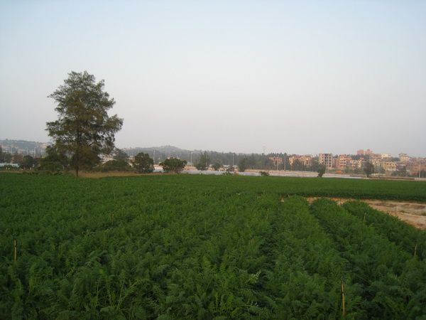 金澤村 金澤村