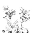 八寶茶(植物物種) 八寶茶(植物物種)