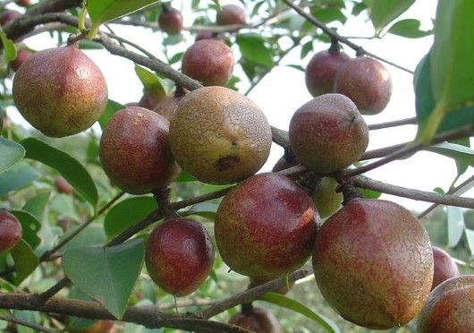 常山油茶 常山油茶