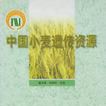 中國小麥遺傳資源