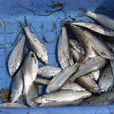 鰷魚(鯉形目魚類) 鰷魚(鯉形目魚類)