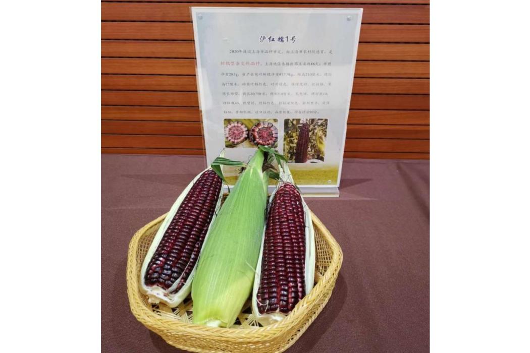 滬紅糯1號 滬紅糯1號