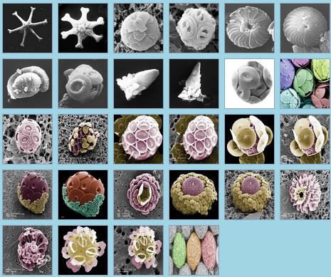 鈣質超微化石圖片