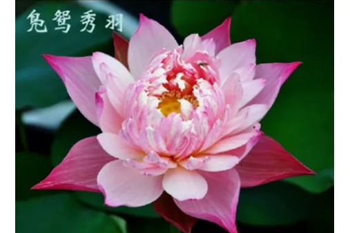 鳧鴛秀羽