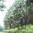 虎山林場 虎山林場