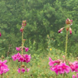 海仙花(中藥) 海仙花(中藥)