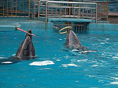 長沙動物園海豚館