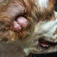 犬外耳炎 犬外耳炎