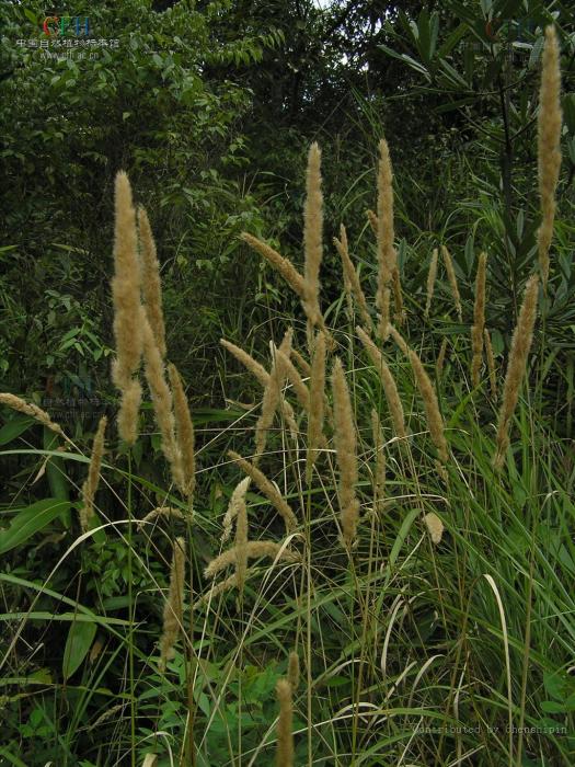 Phalaris arundinacea Phalaris arundinacea