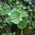 延齡草