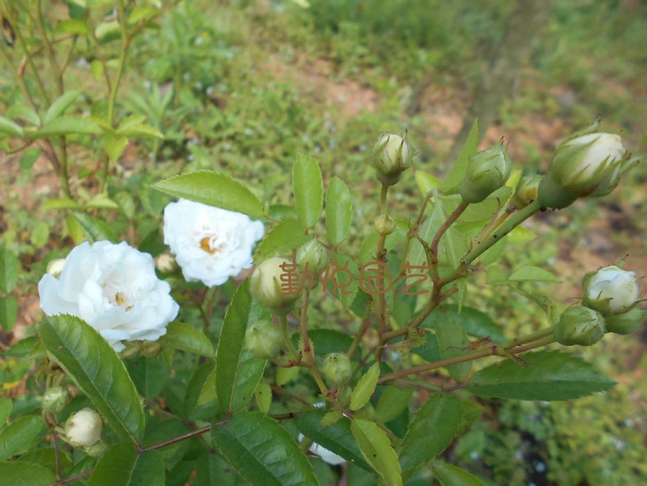 茉莉月季 茉莉月季