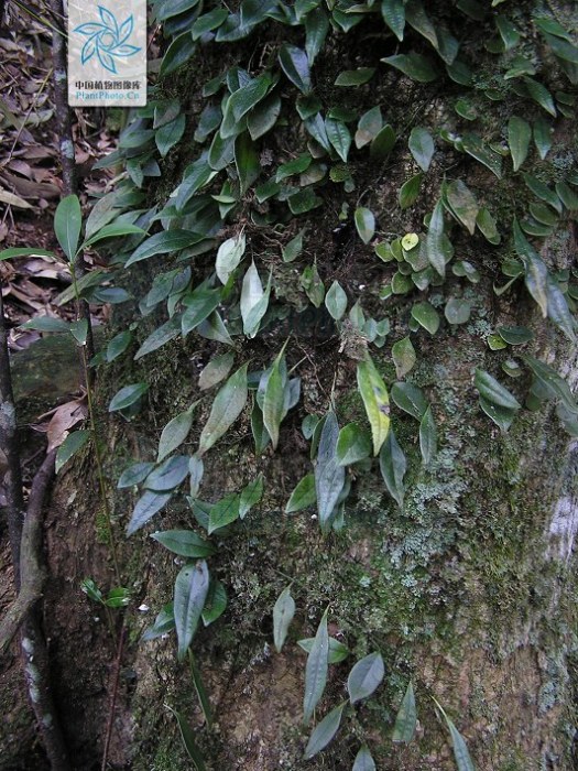 骨牌蕨(龍骨科骨牌蕨屬植物) 骨牌蕨(龍骨科骨牌蕨屬植物)