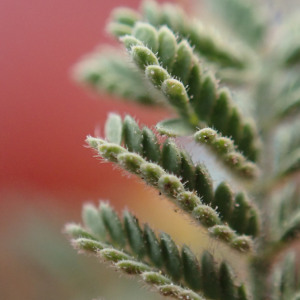 Dichrostachys venosa
