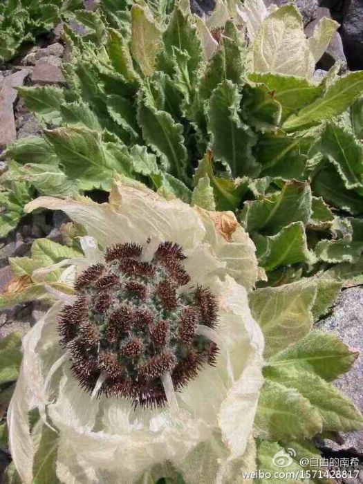 白毛風毛菊 白毛風毛菊