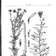 路旁菊(路旁菊) 路旁菊(路旁菊)