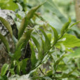 團葉槲蕨(植物)