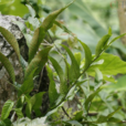 團葉槲蕨(植物) 團葉槲蕨(植物)