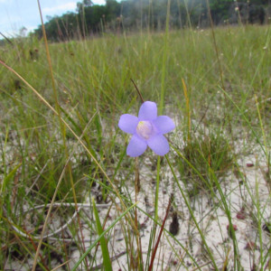 Chelonanthus purpurascens